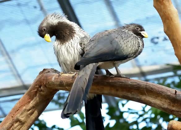 動物図鑑・ハイイロエボシドリ
